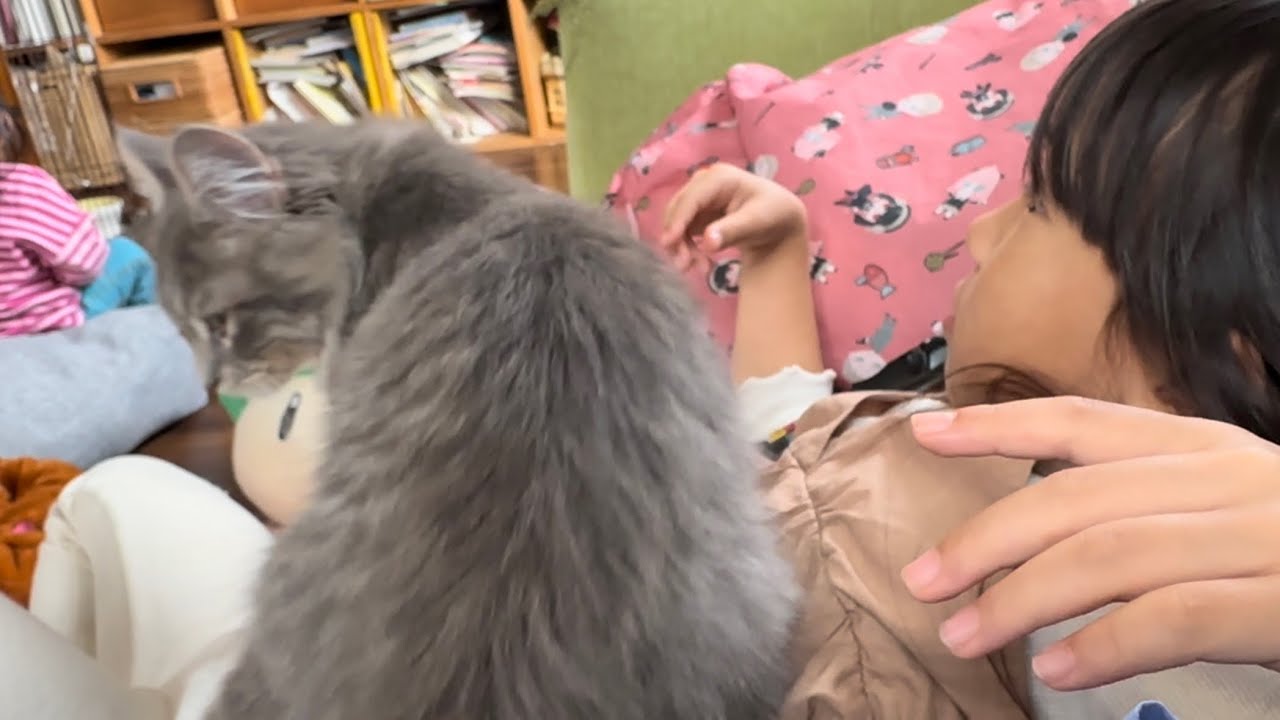 ゴロゴロ音を出す猫　ラガマフィン　サイベリアンPurring cat. Ragamuffin.Siberian