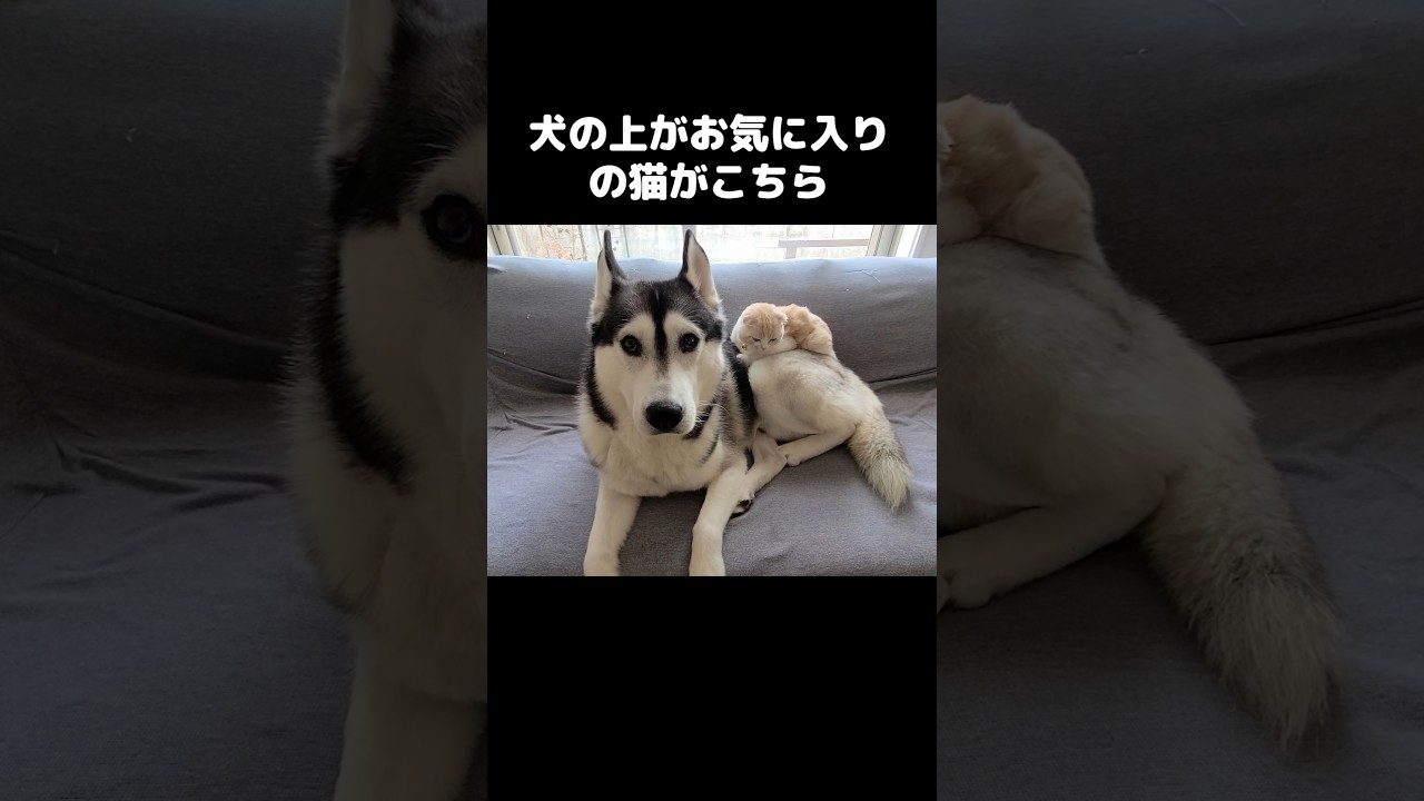 犬の上がお気に入りの猫がこちら...笑#shorts