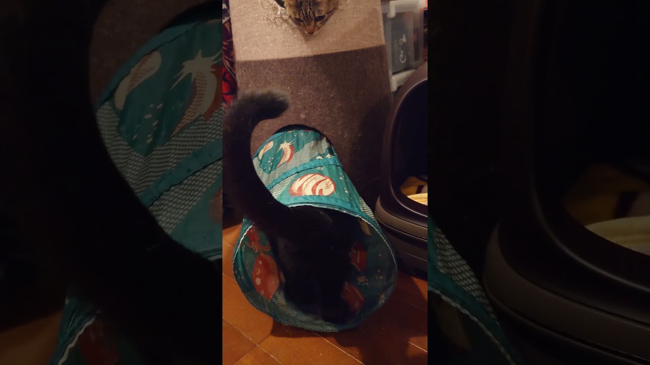 今日もにゃんこに人気のキャットタワーnecota【我が家の猫にゃんず】