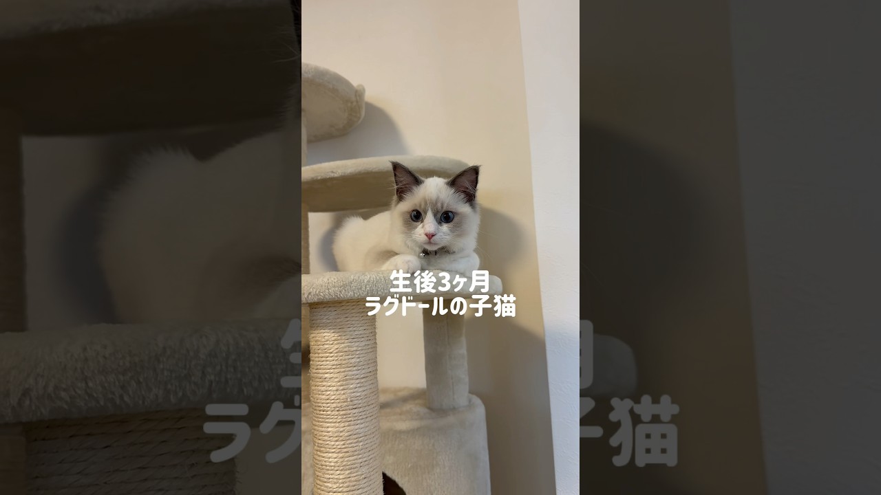 生後3ヶ月のラグドールはこんな感じ🐱 #ラグドール#ラグドール子猫#ブルーポイントバイカラー#子猫#猫#かわいすぎ#ragdoll#cat#kitty#kitten#ねこのいる生活#냥스타그램