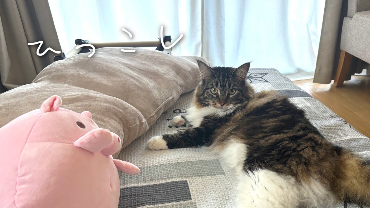 猫と新居へ引っ越しました【メインクーン】