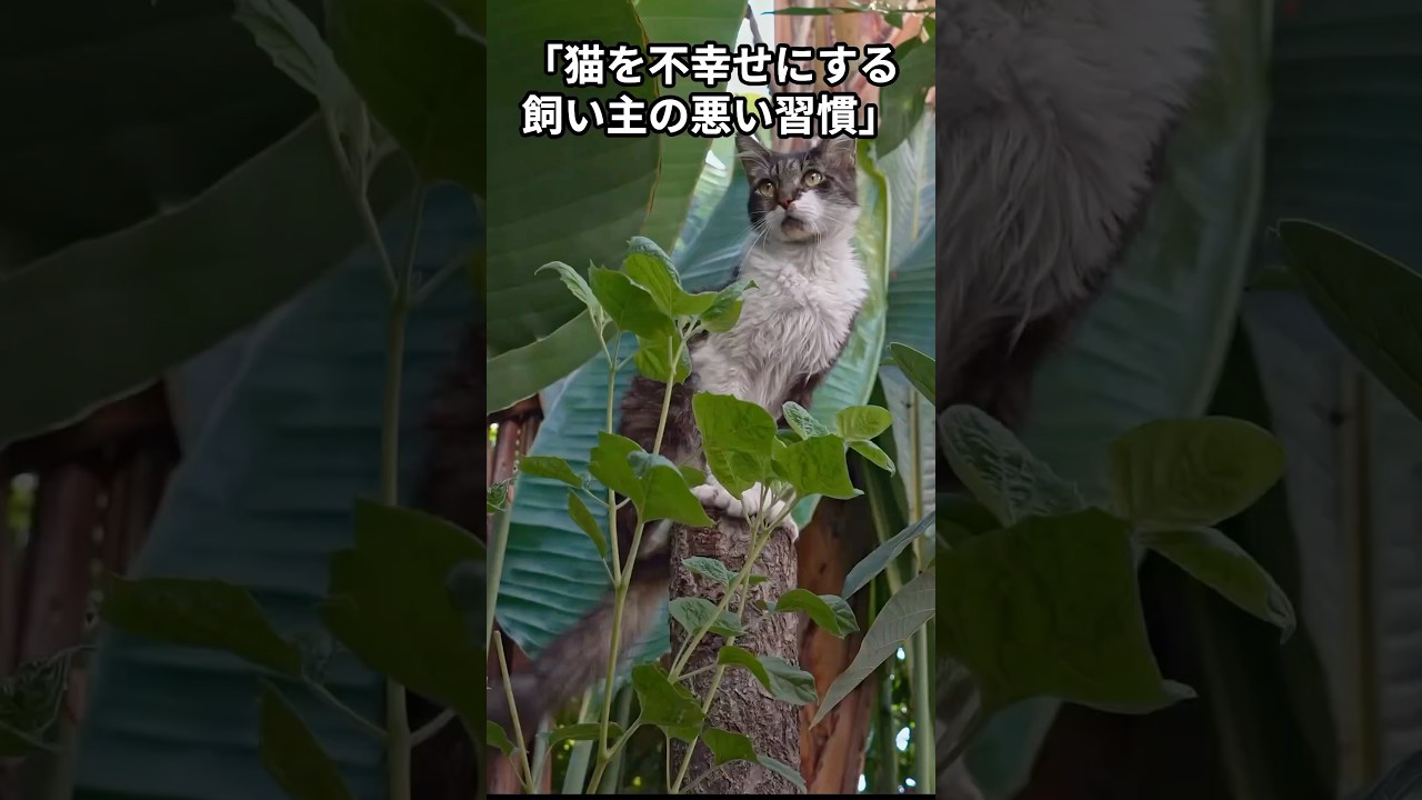 【あなたは大丈夫？】猫を不幸にする飼い主の悪い習慣7選！【要注意】#shorts #ねこ#猫 #猫の気持ち #保護猫