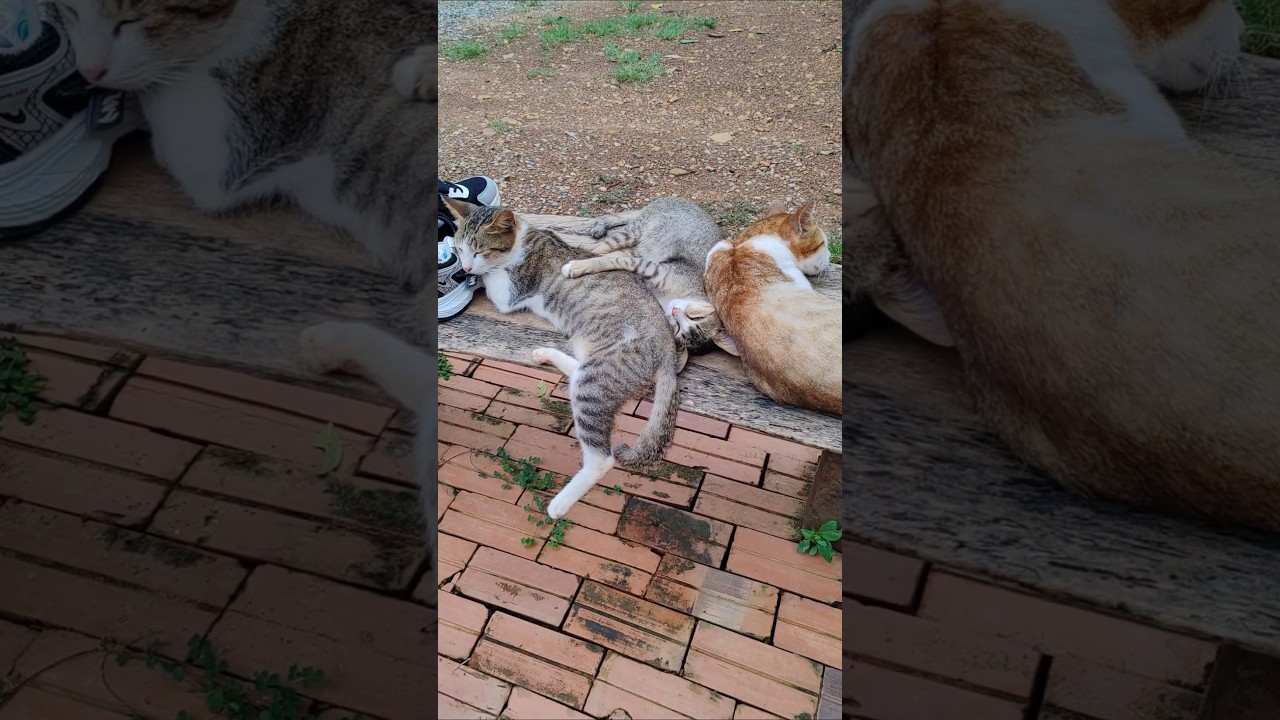 Cat Relax Sleeping with nature #nature #cat #catsleep #kittten #manxcat