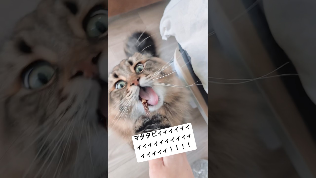マタタビの反応百点満点すぎる #猫 #サイベリアン #またたび