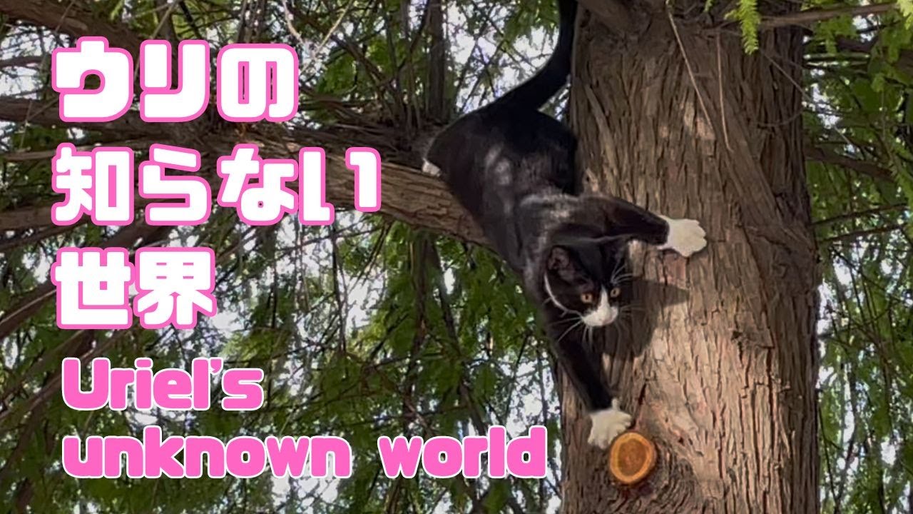 バーマン猫ウリ【ウリの知らない世界】Uriel's unknown world（バーマン猫）Birman/Cat