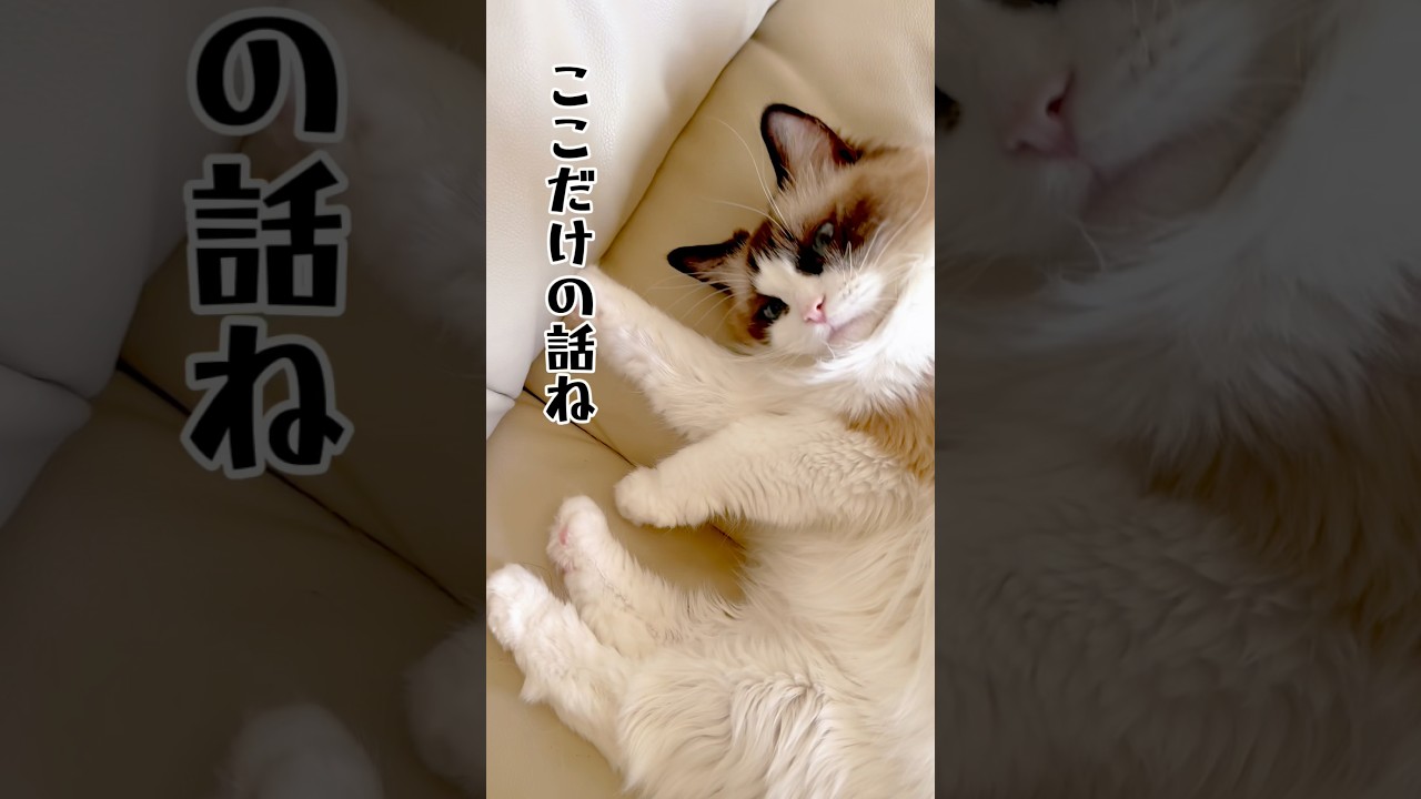 【朝のナデナデ計画】#ねこ#猫のいる暮らし #ラグドール#shorts