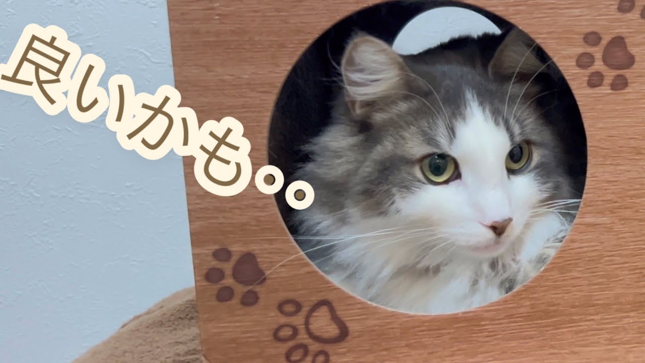 無防備過ぎる‥ノルウェージャンフォレストキャット！(^^)