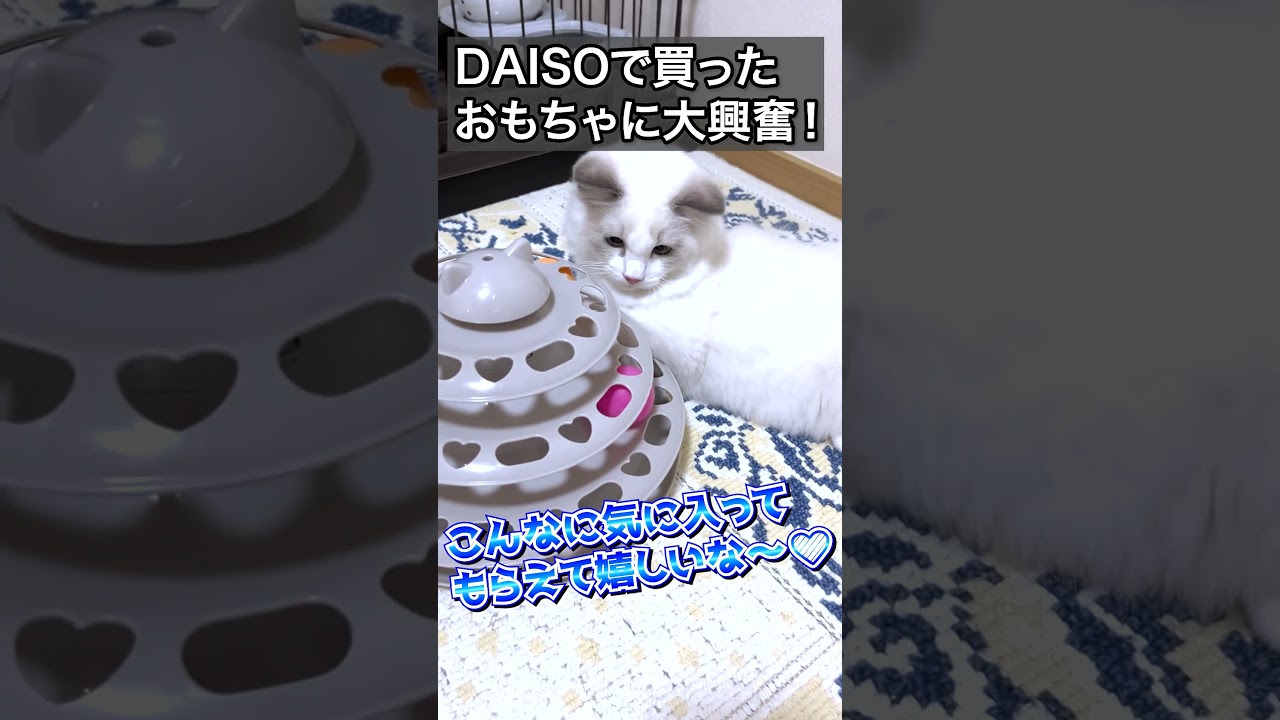 100均のおもちゃに大興奮だニャ！ 　#子猫 #ラグドール #いっぺいdialy #100均グッズ  #daiso  #ragdoll