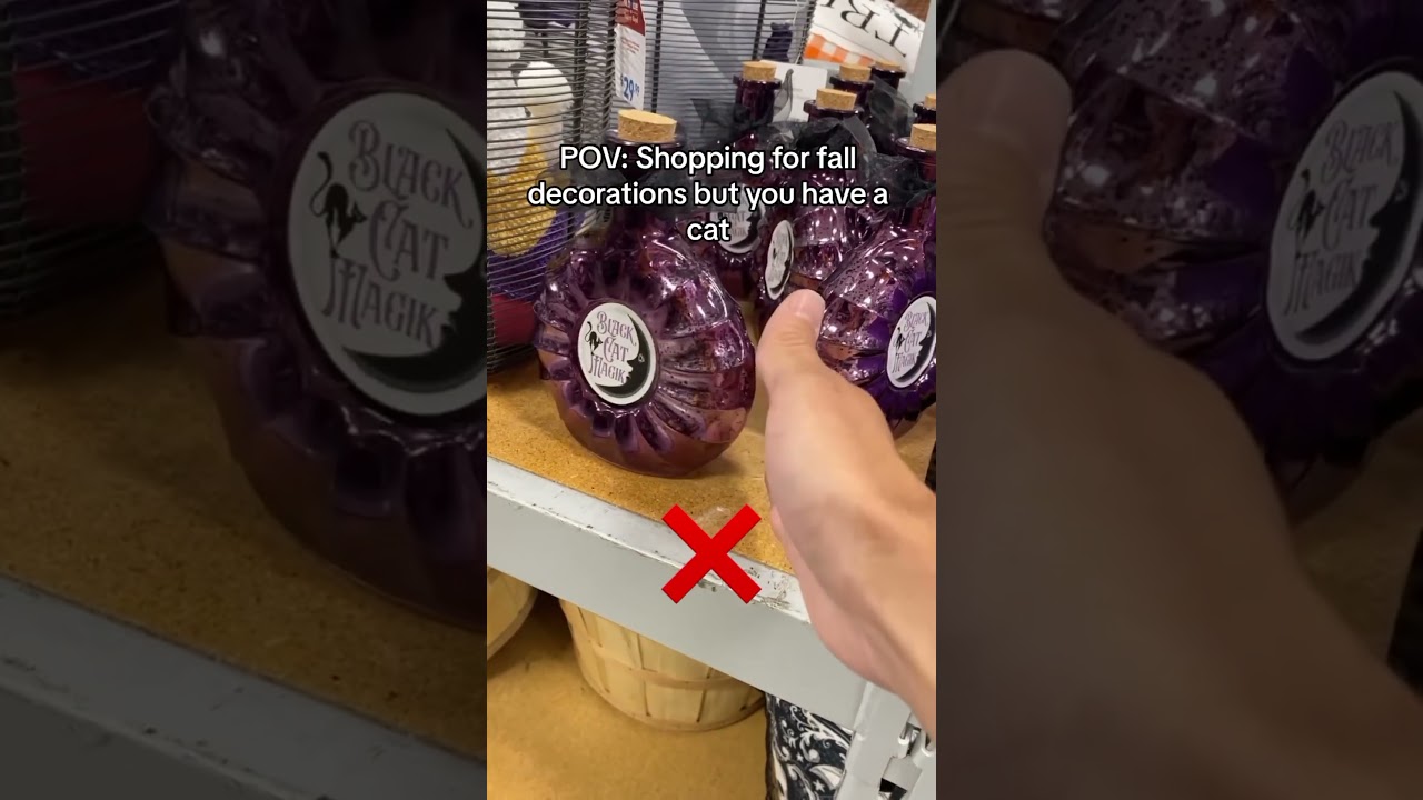 #cat #catlover #gattini #gatta #gatto #funny #gattidivertenti #cute #gattonero #kitten