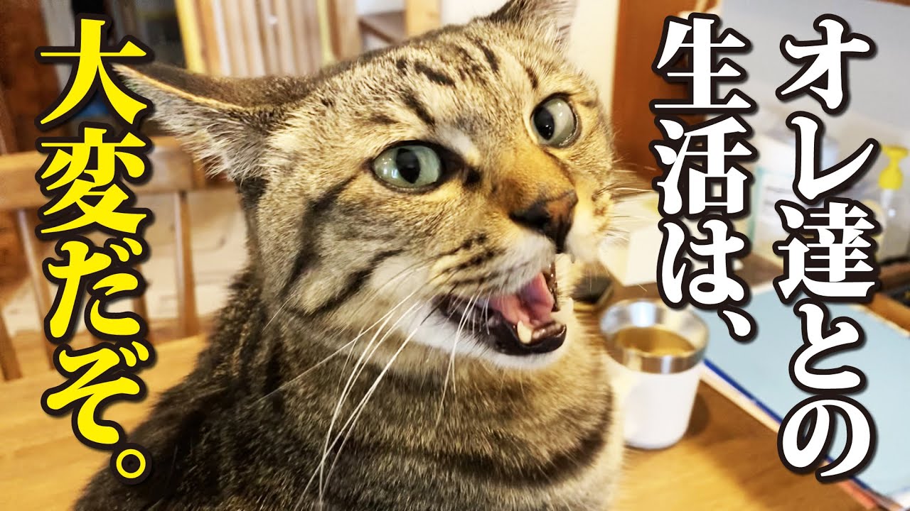 それでも猫を飼いますか？