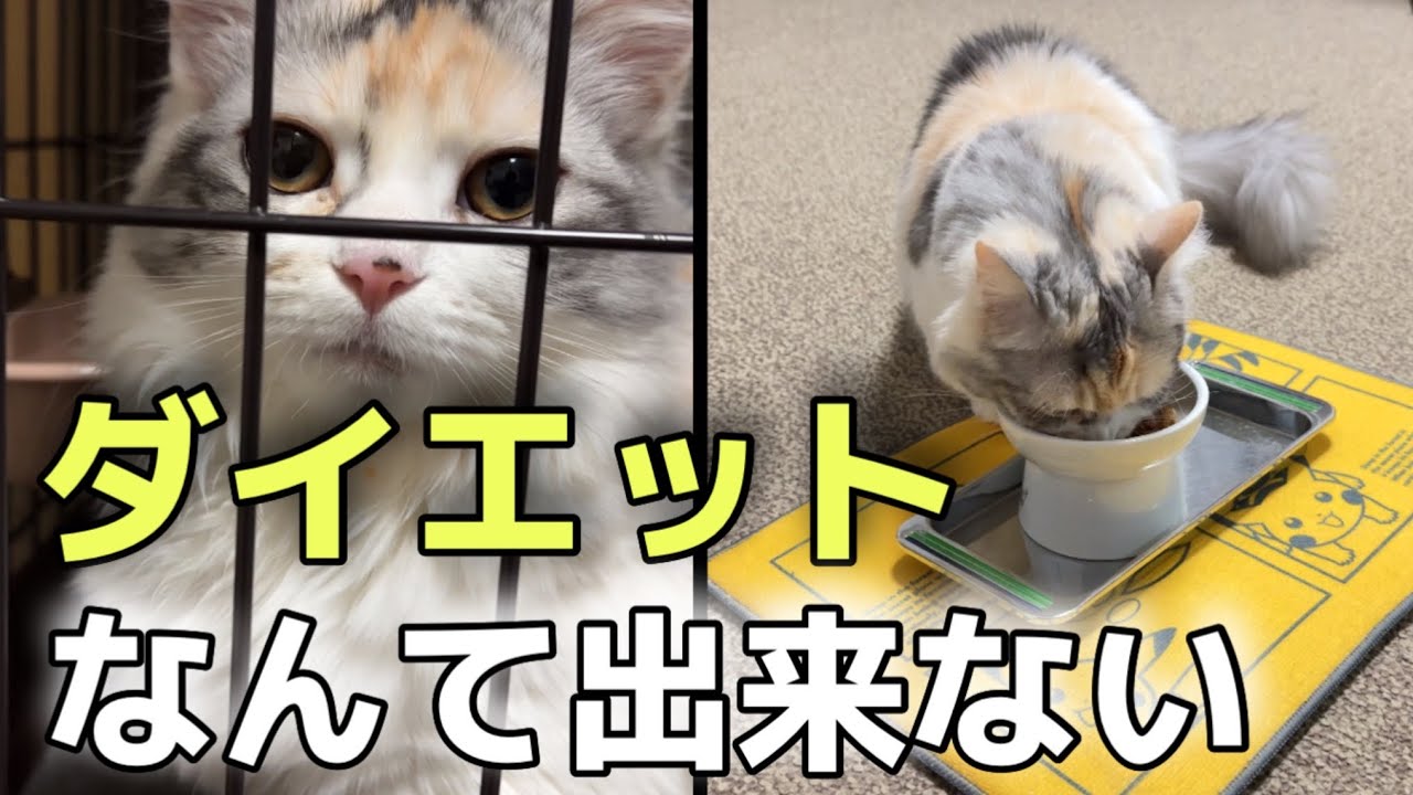 食欲があり過ぎてダイエットが難しくて困ってます