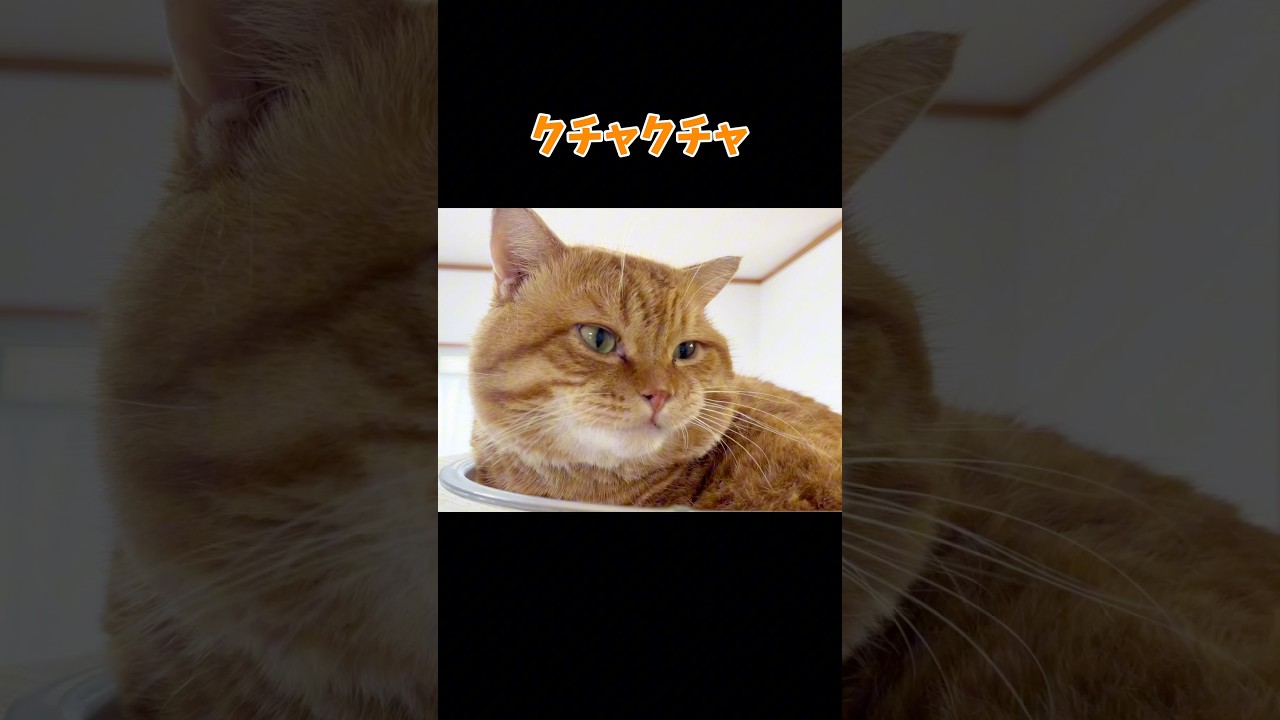もう禁止にしちゃえばいいのにね。 #猫 #マンチカン #shorts