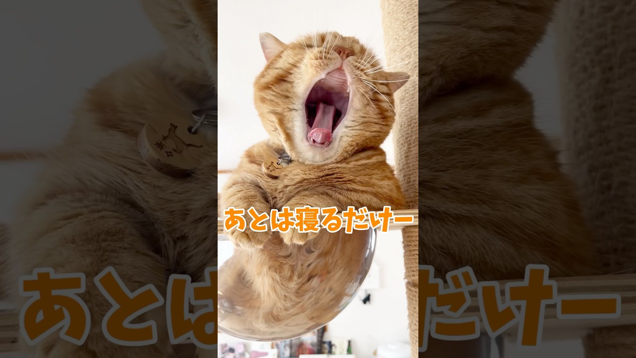 ぼくのいちにち #猫 #マンチカン #shorts