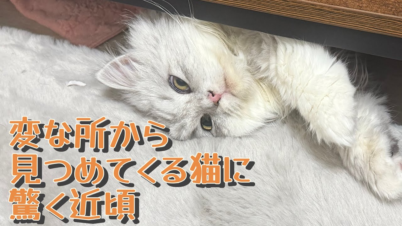 変な所から見つめてくる猫がおもしろ可愛い(笑)【元保護猫】