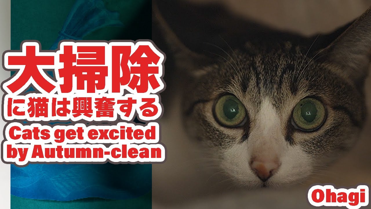 大掃除に猫は興奮する？！
