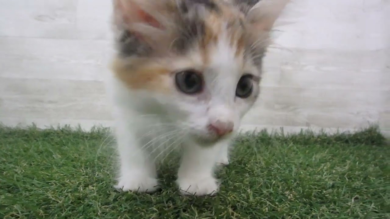 Coo&RIKU　No00694887 ノルウェージャン・フォレストキャット