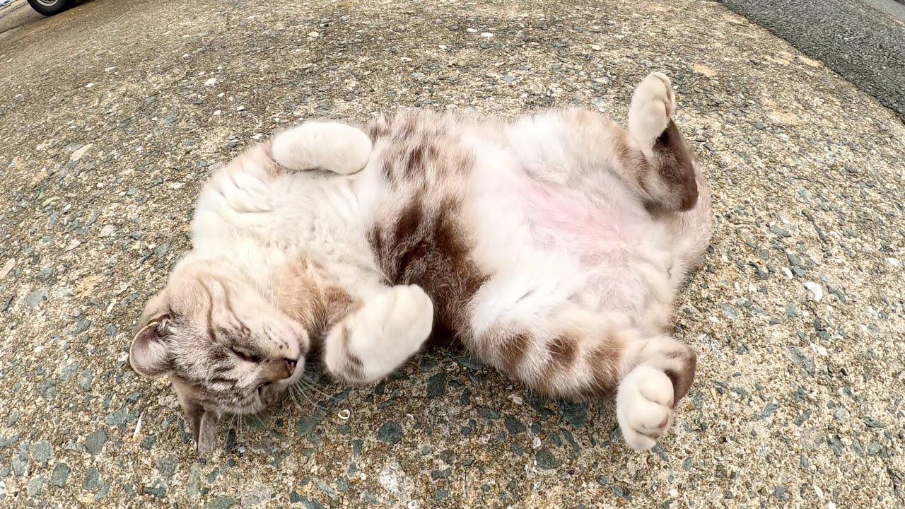 アメショー柄のシャム猫ちゃんが海辺をパトロールする