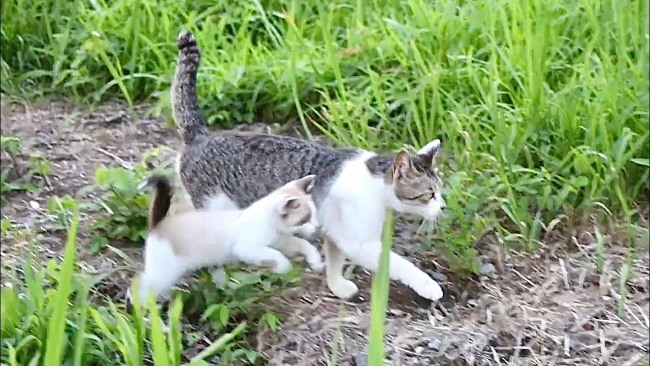 兄弟と遊ぶ子猫たち、大好きなお母さん猫が来ると大はしゃぎ