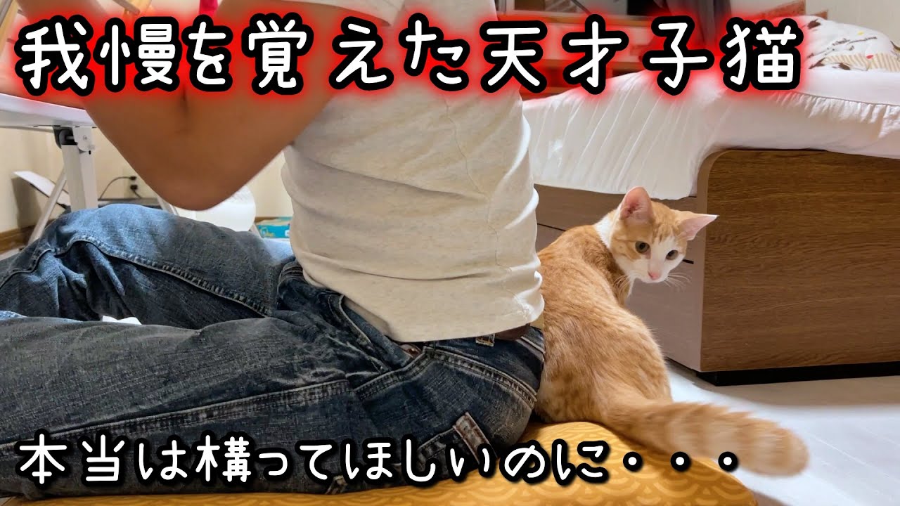 【感動】保護した子猫が天才すぎて飼い主に気を遣うようになりました