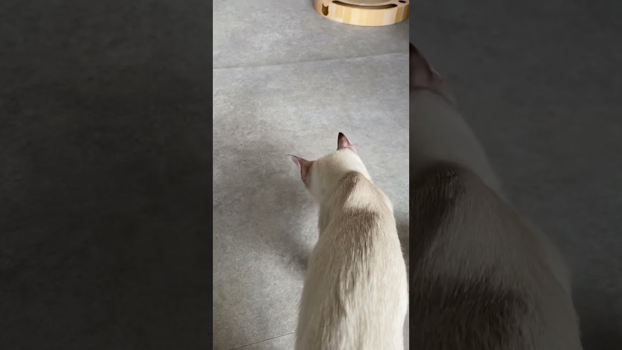 後ろ姿のぺろぺろ　#元保護猫　#シャムトラ　#シャムミックス　#cat #猫耳 #kitten #シャムmix  #子猫 #猫耳