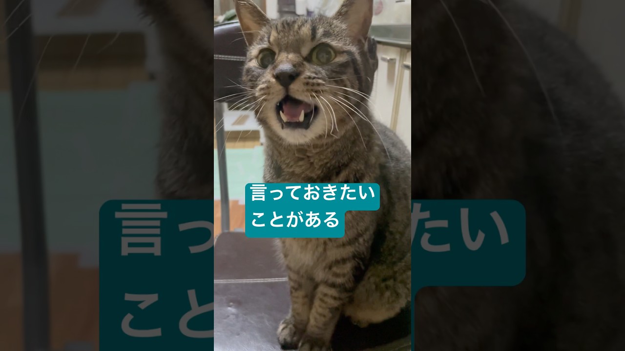関白猫宣言#shorts#猫#保護猫#元野良猫#替え歌