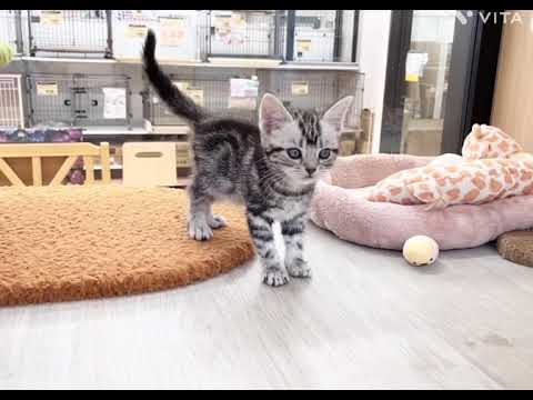 【マルワン横浜 港北NT店】人気猫種のアメリカンショートヘアの女の子が新しく仲間入り♪