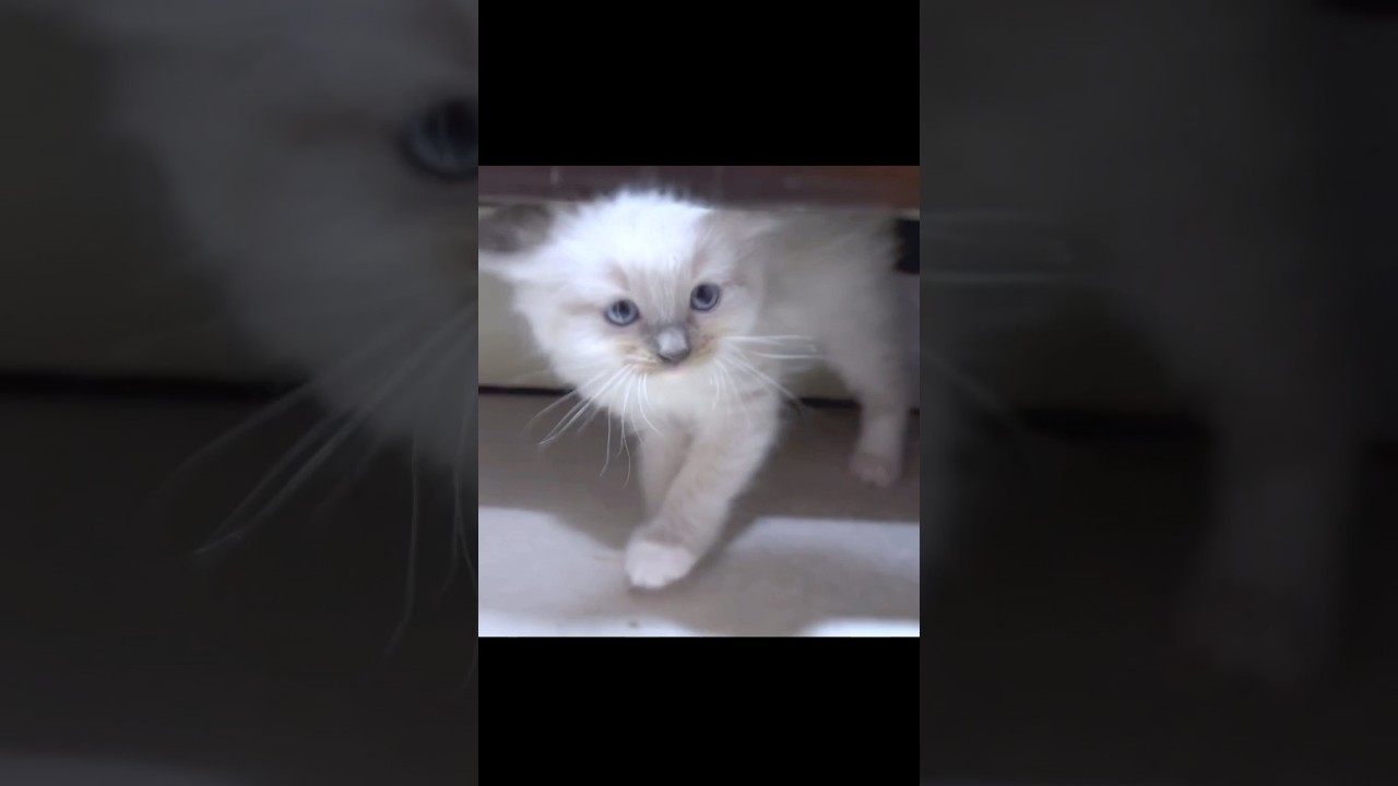 カメラに威嚇する子猫ww #shorts #子猫 #ラグドール #やんのかステップ