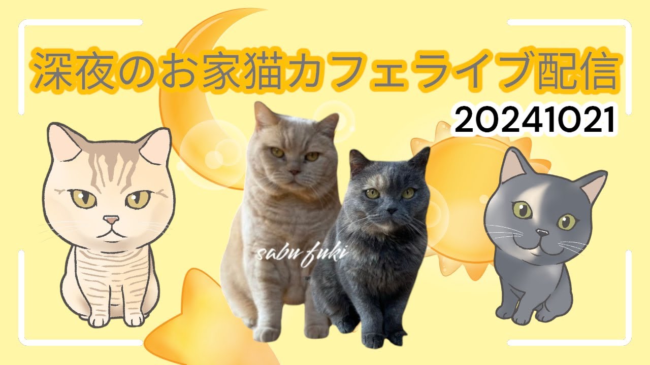 深夜のお家猫カフェライブ配信　２１５