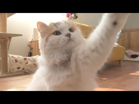 思い切り遊べる　猫が幸せになる家です