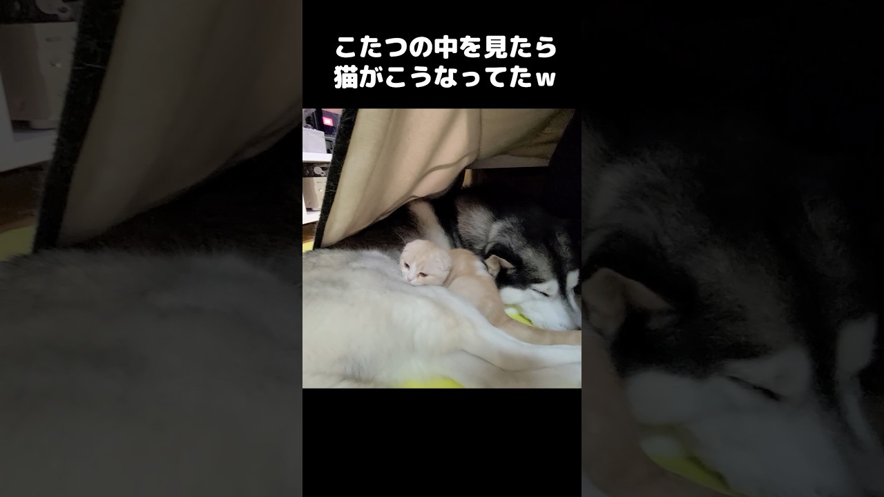 こたつの中を見たら猫がこうなってました...笑#shorts