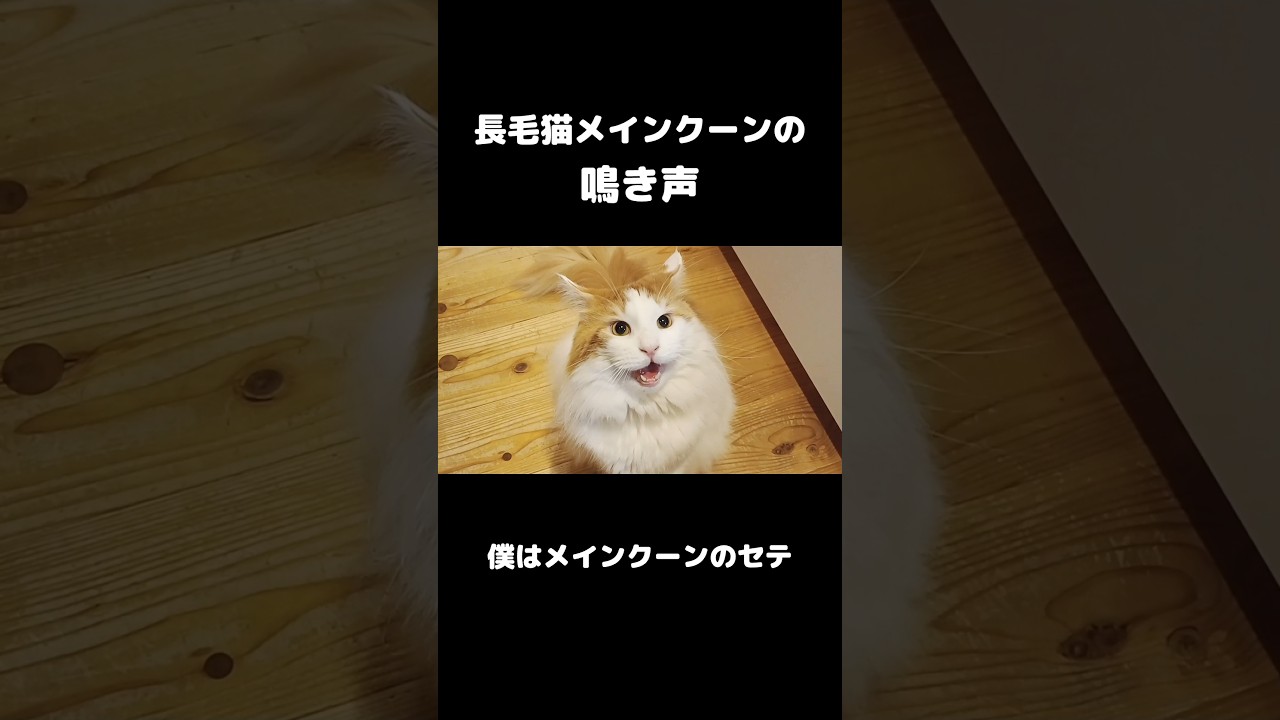 長毛猫メインクーンの鳴き声     #メインクーン #長毛種 #大型 #猫 #ねこ #猫のいる暮らし