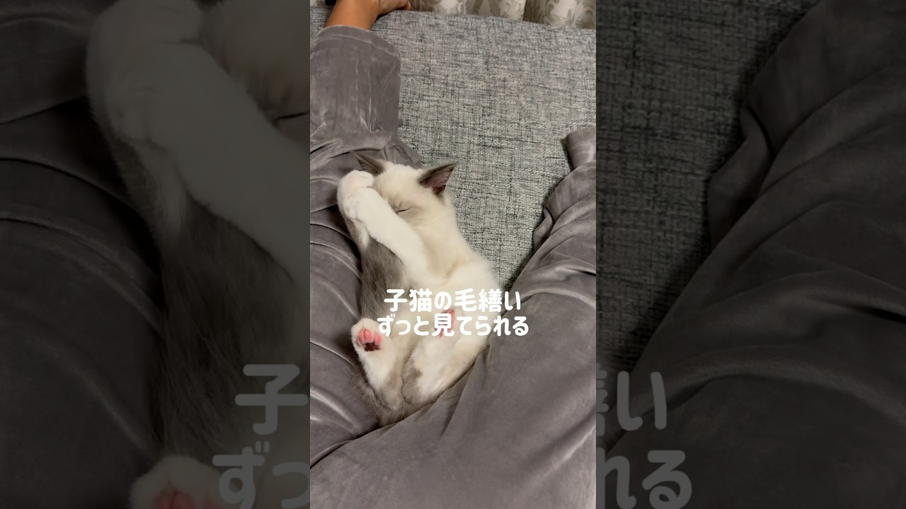 毛繕い特訓中だよ🐱🤍#ラグドール#ラグドール子猫#ブルーポイントバイカラー#子猫#猫#かわいすぎ#ragdoll#cat#kitty#kitten#ねこのいる生活