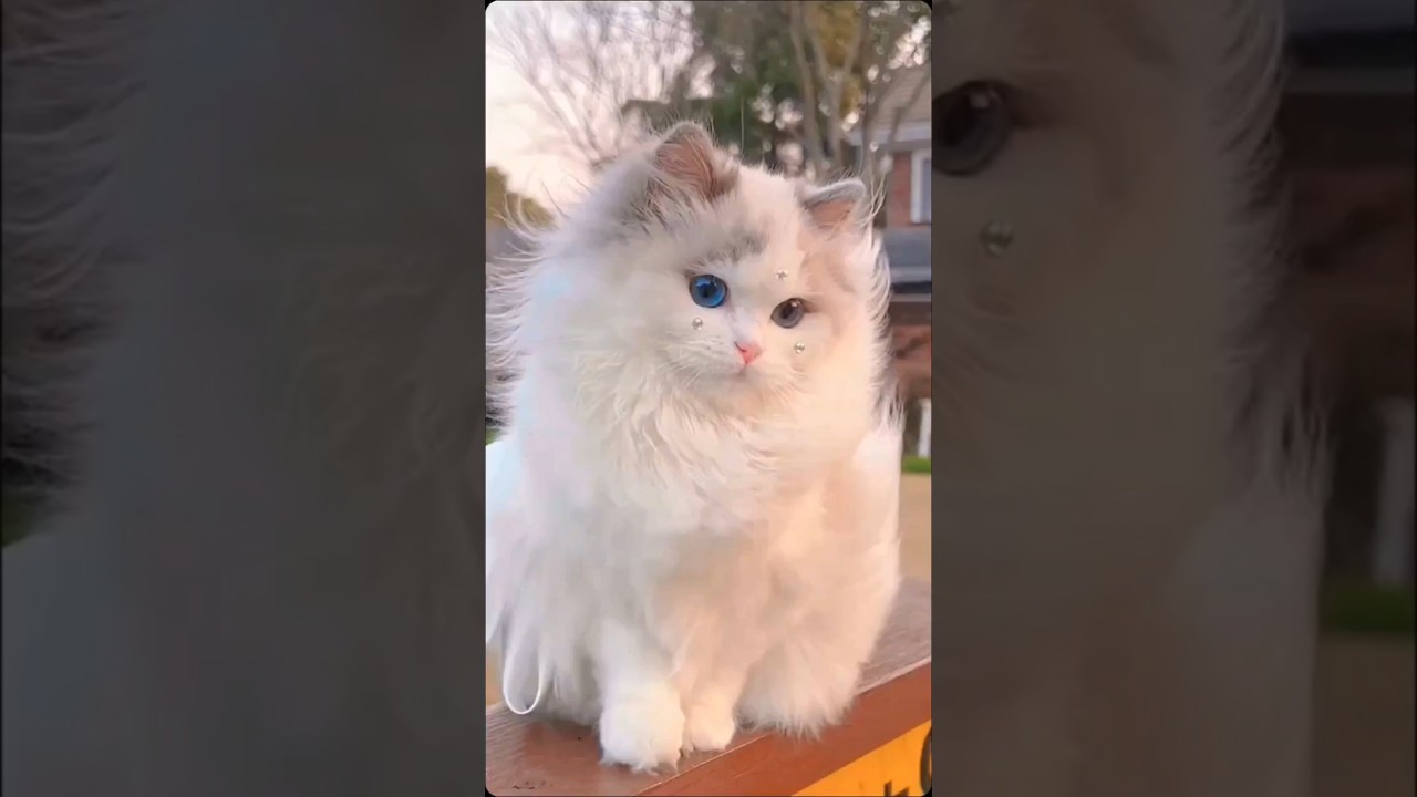 Top 10 most beautiful cat breeds in the world #luckypet #cute #animals #cats #beautiful