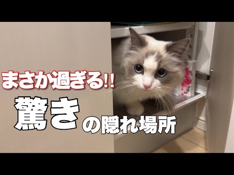 ここにいたの！？驚きの隠れ場所にいる子猫が可愛かった