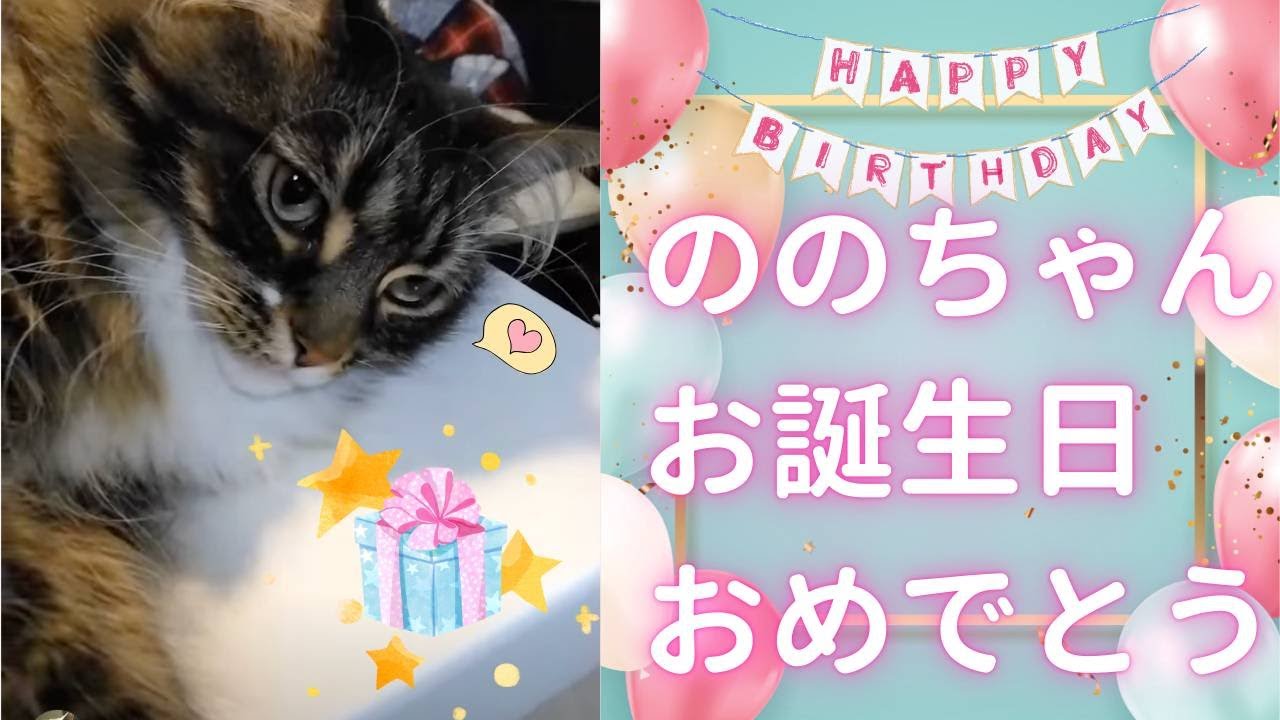 【誕生日会】メインクーン『のの』ちゃんおめでとう！