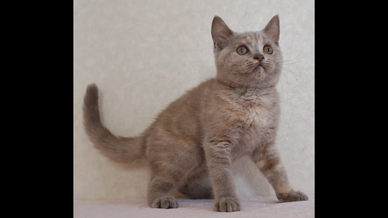 ブリティッシュショートヘアー子猫　British Shorthair　2024.8.3産まれ　ライラックトーティー　女の子　シーダキャット猫のお店