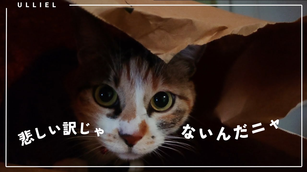 おやつが無くなり、元気を失った猫のその後・・・