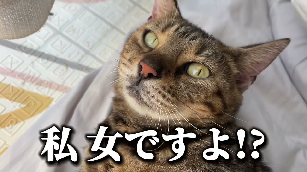 【猫コント】ハラスメントでハラスメントする奴