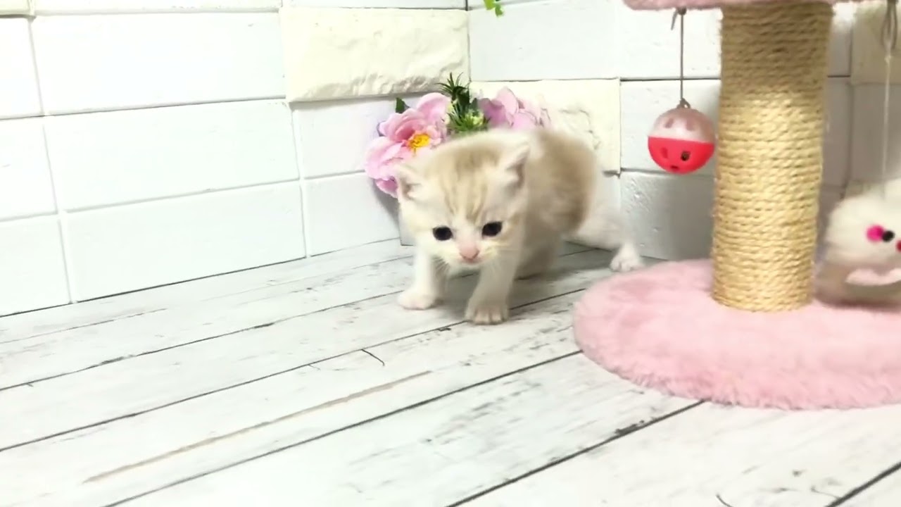 圭モ×嵐から生まれたマンチカンの短足ちゃん③