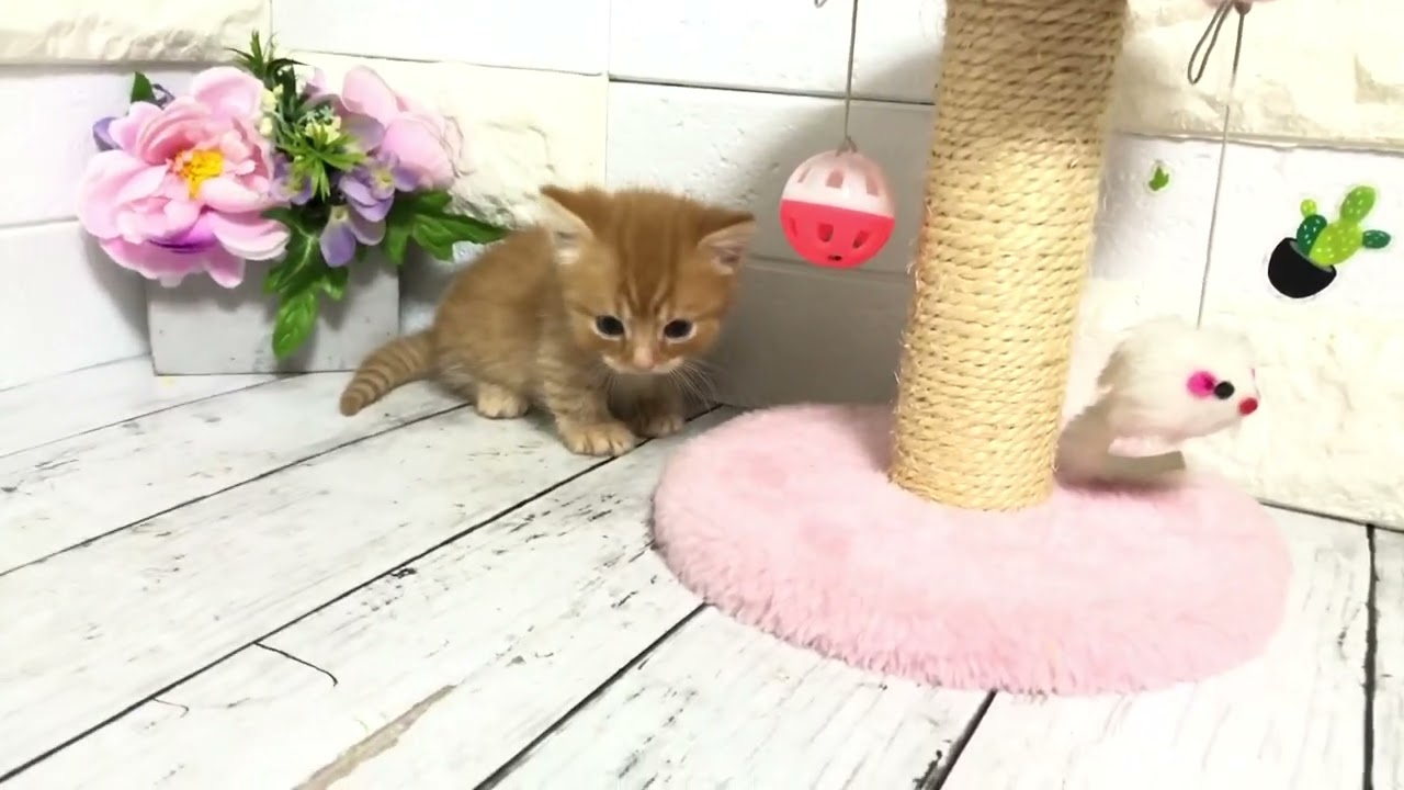 ゆび×メタから生まれたマンチカンの短足くん②