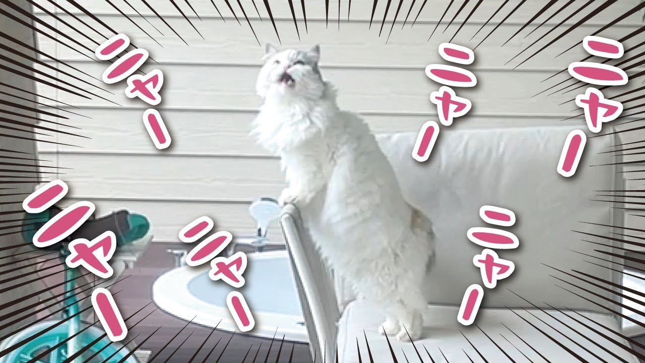 猫がナニカを発見したようです【関西弁でしゃべる猫】【猫アテレコ】