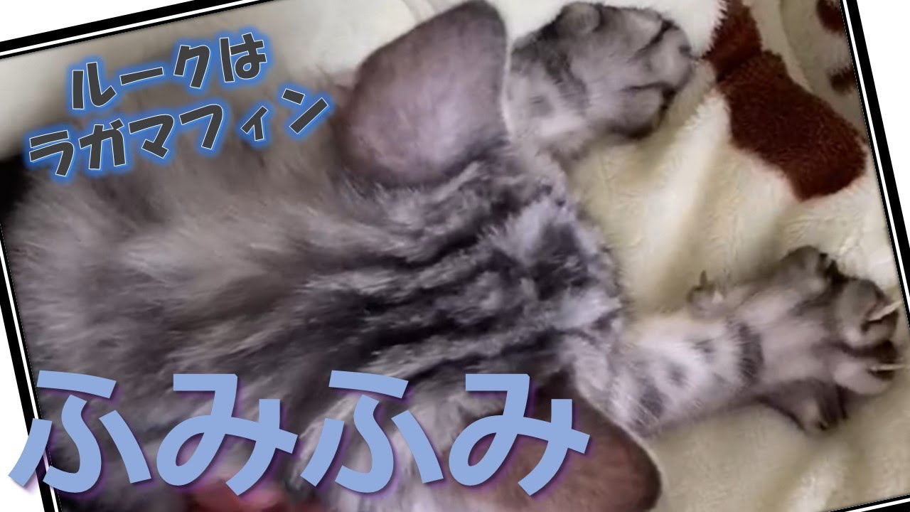 我が家の猫ラガマフィンのゴロゴロとふみふみ動画