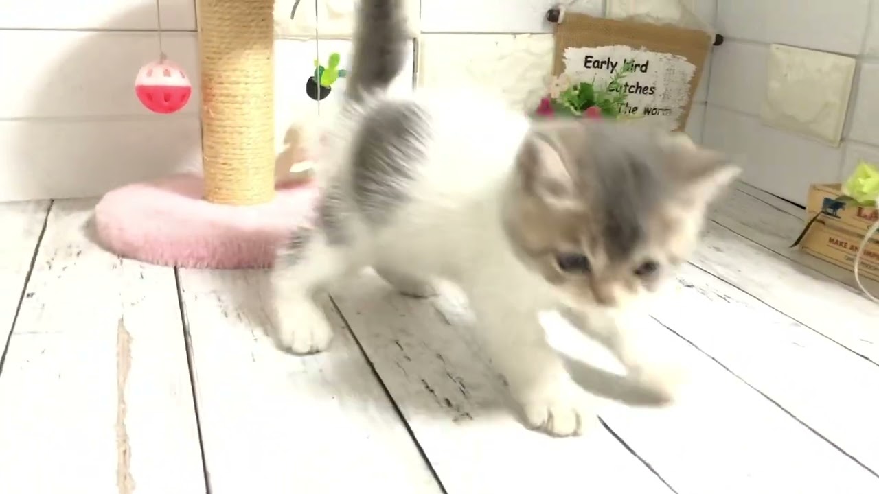 ラムネ×メタから生まれたマンチカンの長足くん②