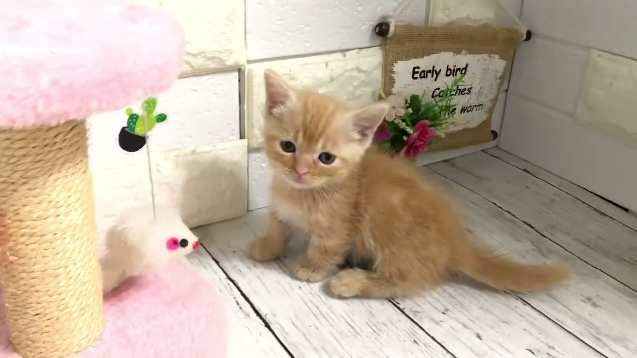 圭モ×嵐から生まれたマンチカンの短足くん①