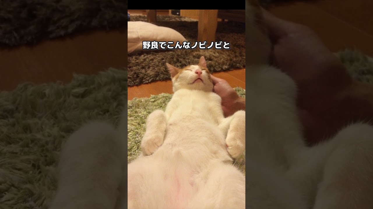 子猫を保護したけど野良ではなく飼い猫だったのかも…？その思った理由がコチラ #保護猫 #甘える猫 #師匠