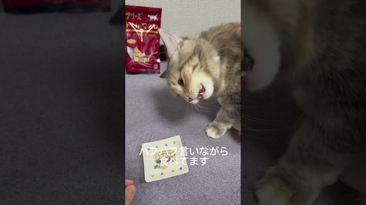 ママクックフリーズドライ#2 #サイベリアン #siberiancat #猫 #cat #ママクック #おやつ