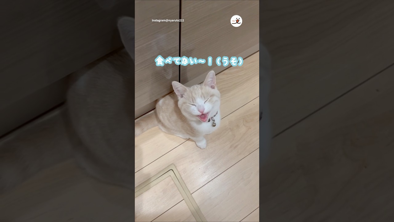 あえてパパにお願い事をする猫さん😋｜PECO #マンチカン #猫 #愛猫家 #猫のいる暮らし #munchkin #cat #catlover #catlife