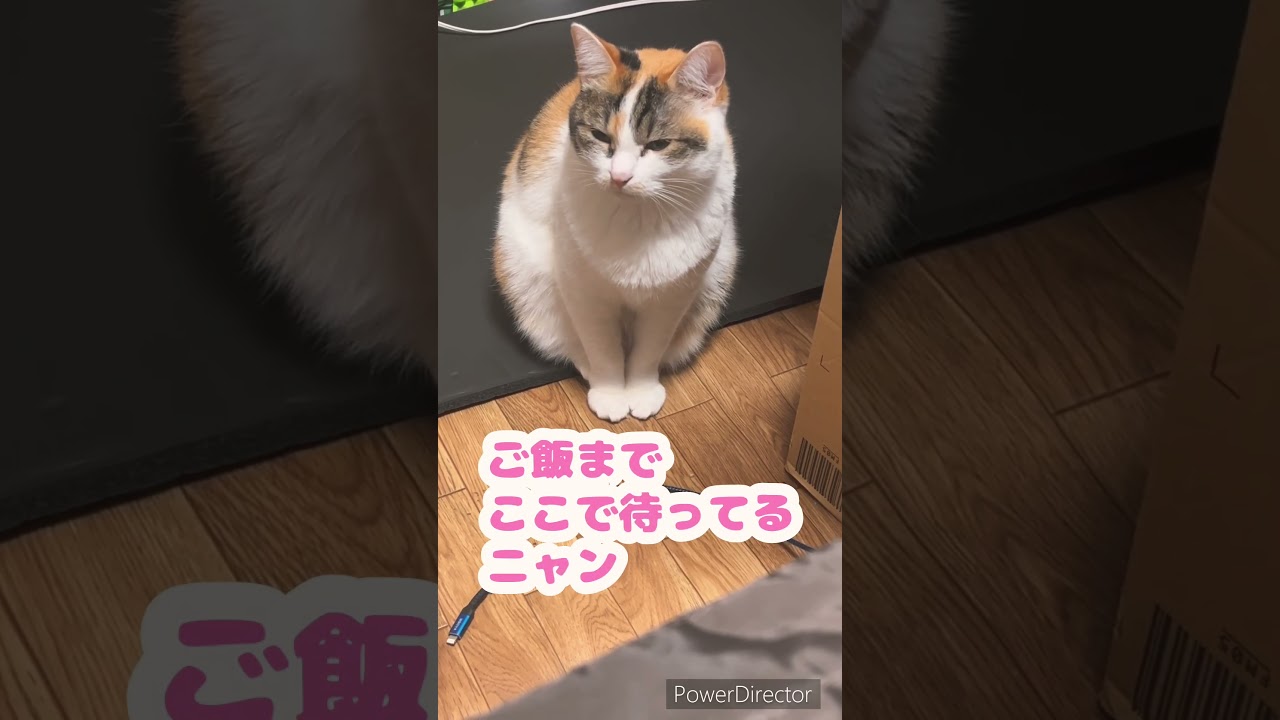 2024年10月22日　今日のミー子さん