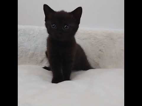 ボンベイ 綺麗な瞳のボンベイちゃん🥰