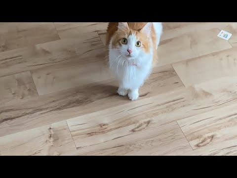 お留守番猫タイム！【マリー（メインクーン）】